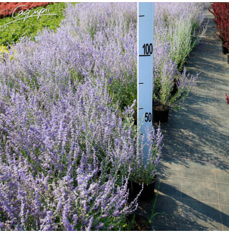 Перовскія лебедолистна 'Little Spire'