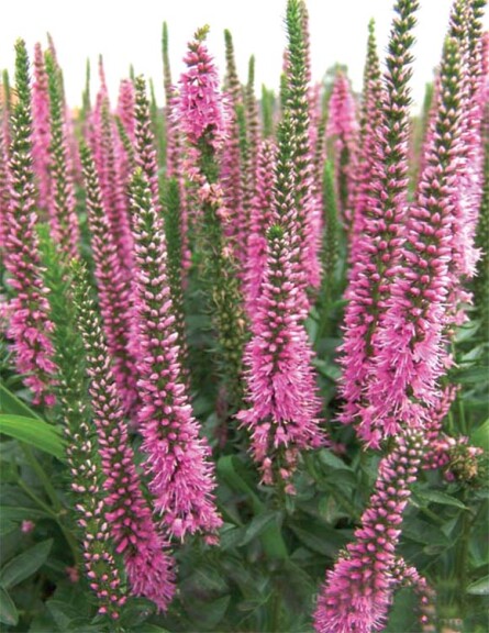 Вероніка колосиста 'Heidekind' - 1 Вероніка колосиста 'Heidekind' - 1