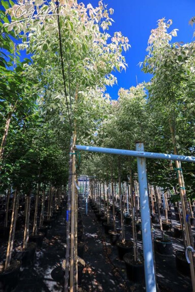 Клен ясенелистный 'Flamingo' - 3 Клен ясенелистный 'Flamingo' - 3