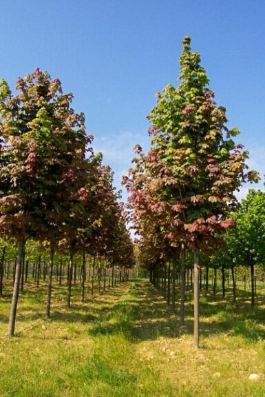 Клен остролистный 'Deborah' - 12