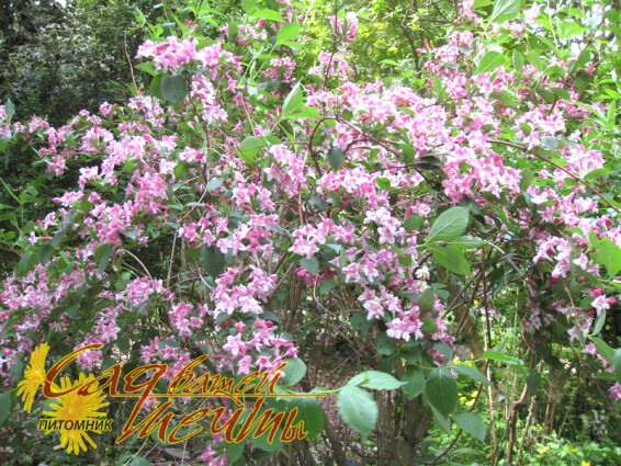 Дейция гибридная 'Rosea Plena' - 1 Дейция гибридная 'Rosea Plena' - 1