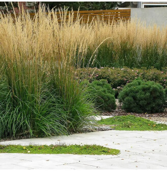 Куничник гостроквітковий 'Karl Foerster'