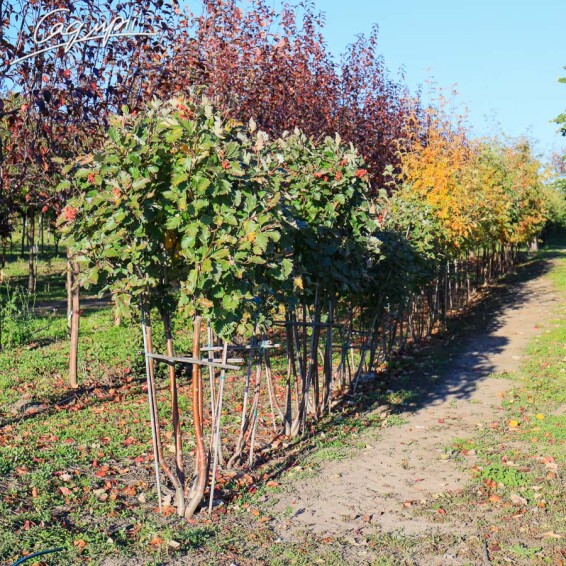 Горобина середня (скандинавська) #5, WRB MST 200-225 St. 1/2 - 3 Горобина середня (скандинавська) #5, WRB MST 200-225 St. 1/2 - 3