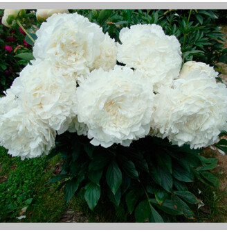 Півонія трав'яниста 'Ann Cousins'