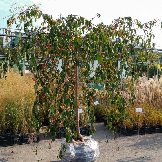 Яблуня плакуча #1, WRB 20--25 200-225 St. 1/2 - 3 Яблуня плакуча #1, WRB 20--25 200-225 St. 1/2 - 3