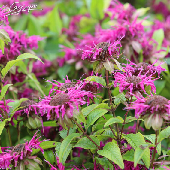 Монарда гибридная 'On Parade' - 3