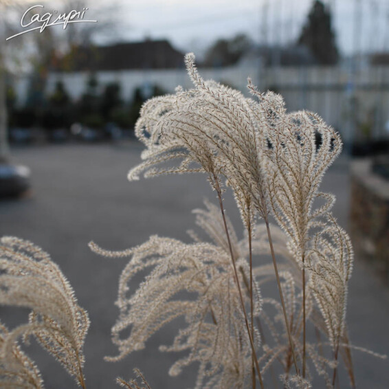 Міскантус китайський 'Flamingo' - 5