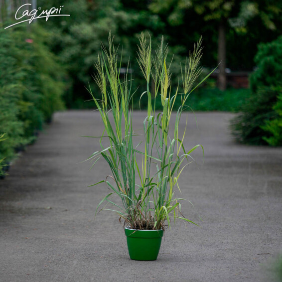 Просо вербовидне 'Dallas Blues' - 3 Просо вербовидне 'Dallas Blues' - 3