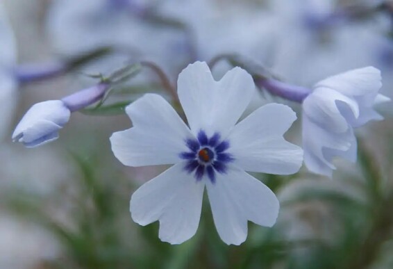 Флокс шилоподібний 'Bavaria' - 2