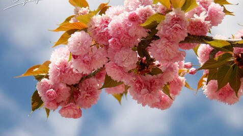 У Садовому центрі розквітли сакури