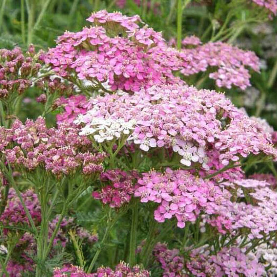 Деревій гібридний 'Rainbow Lightning Pink®' #1, ГК - - 1