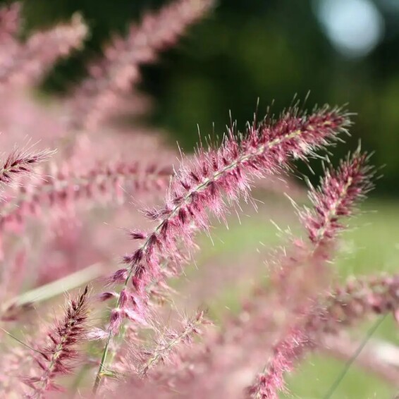 Перистощетинник восточный 'Flamingo' - 7