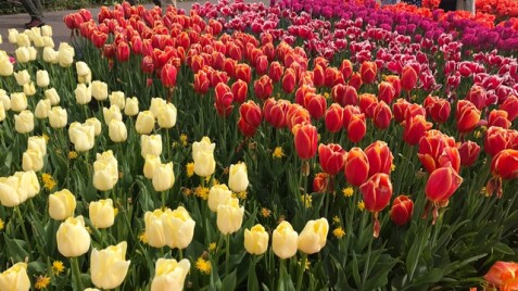 Січень: як зберегти цибулини квітів