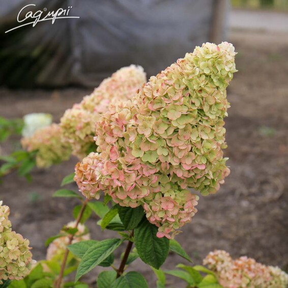 Гортензія волотиста 'Sundae Fraise' ® #3, С14 100-125 - 4