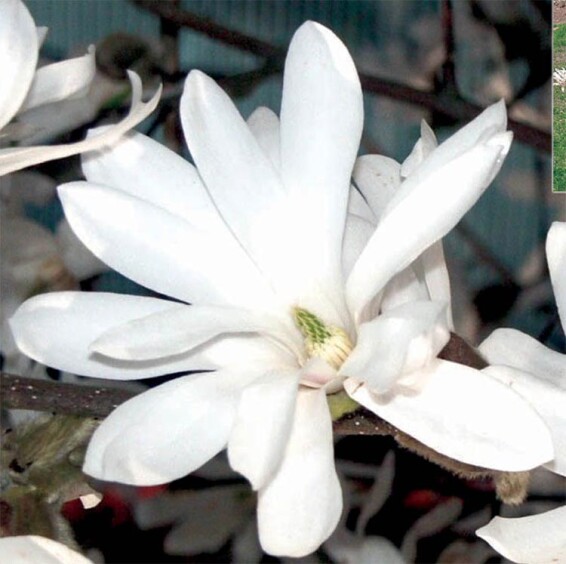 Магнолія зірчаста - 2