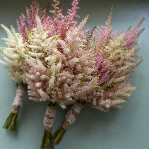 Астильба арендса 'Erika' - 4