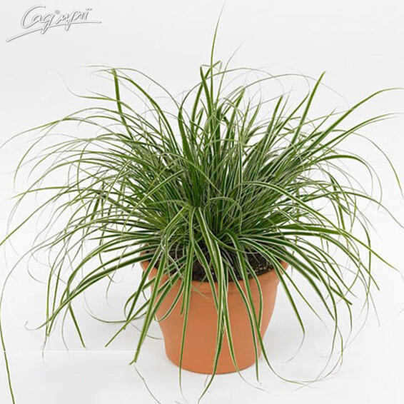 Осока трехраздельная 'Rekohu Sunrise' - 1 Осока трехраздельная 'Rekohu Sunrise' - 1