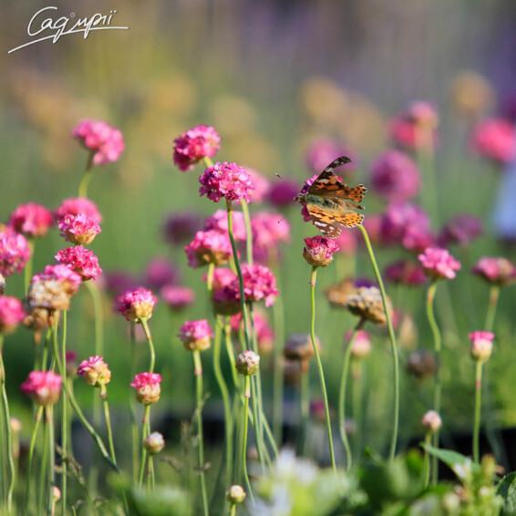 Армерія приморська 'Nifty Thrifty' - 7