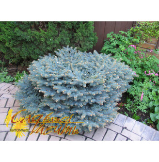 Ялина колюча 'Glauca Globosa'