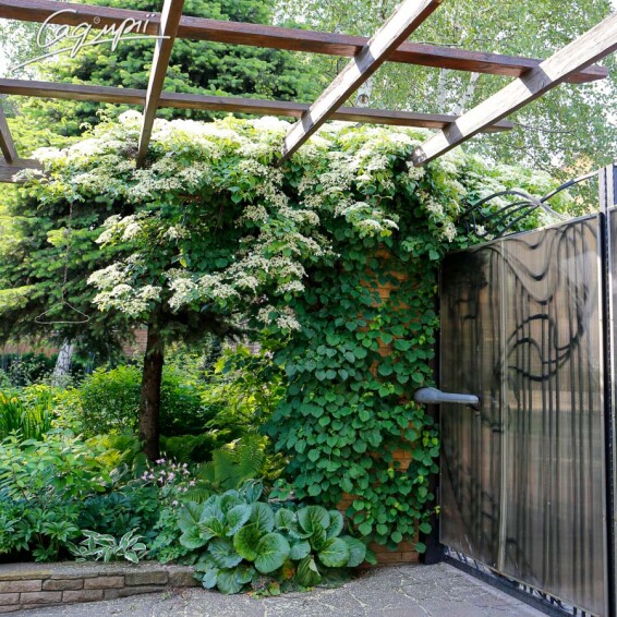 Гортензія черешкова - 1