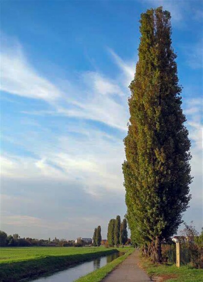 Тополя чорна 'Italica' - 3 Тополя чорна 'Italica' - 3