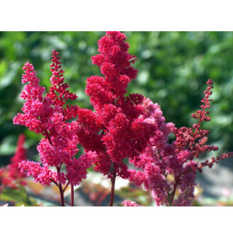 Астільба Арендса 'Fanal'