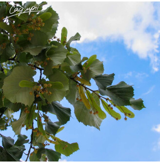 Липа крупнолистная