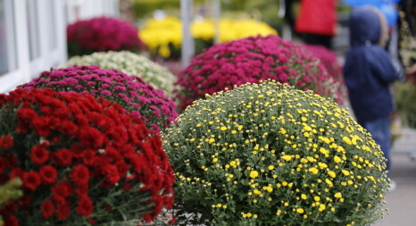 Балконні квіти