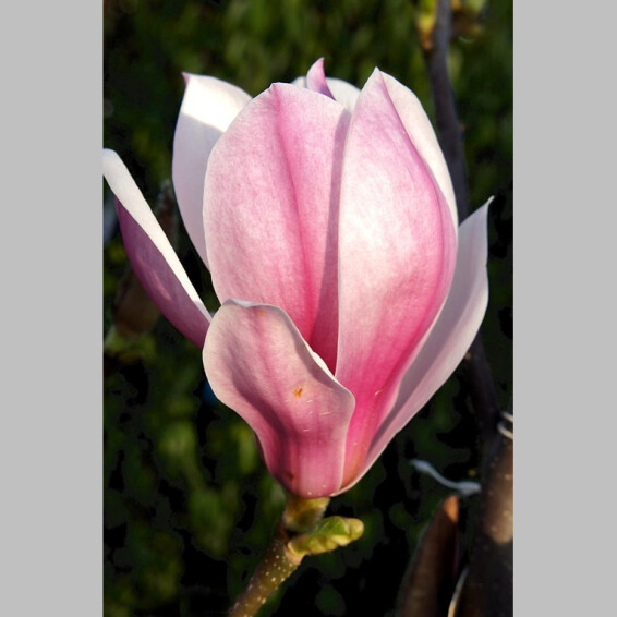 Магнолия гибридная 'Red Lucky' - 2