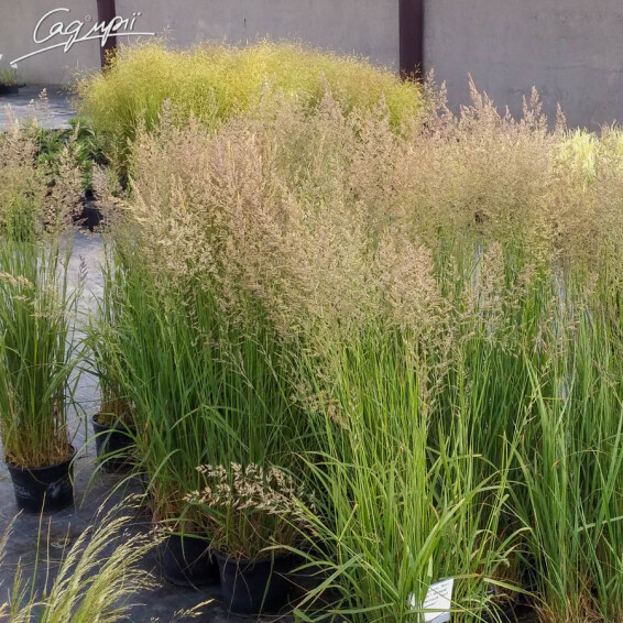 Вейник бриллиантовый (короткохохолковый) - 2 Вейник бриллиантовый (короткохохолковый) - 2