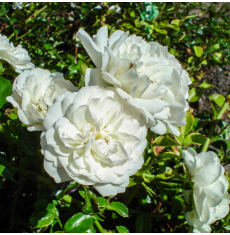 Роза почвопокровная 'Swany'