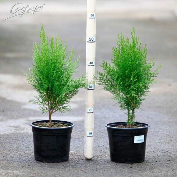 Туя східна 'Madurodam' - 1