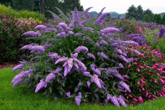 Буддлея Давида 'Nanho Blue' ® - 1 Буддлея Давида 'Nanho Blue' ® - 1