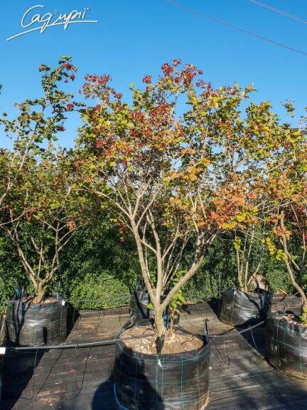 Калина звичайна - 3