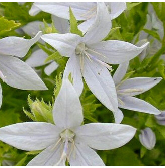 Дзвоник Пожарського 'E.H. Frost'