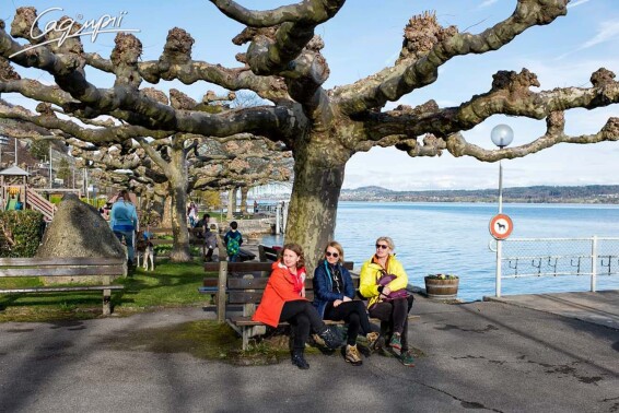 Платан кленолистий #11, WRB 25--30 700+ St. 160-180 - 7