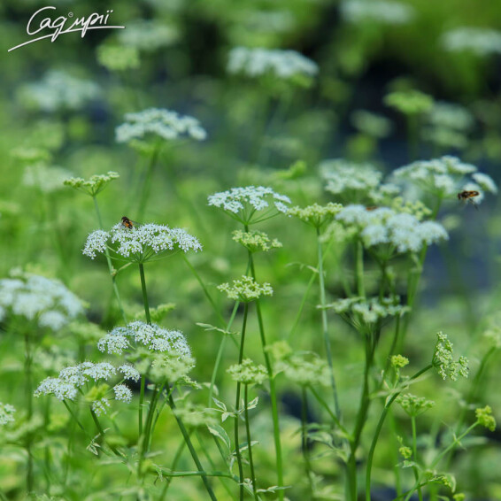 Яглиця звичайна 'Variegata', C2 - - 4 Яглиця звичайна 'Variegata', C2 - - 4