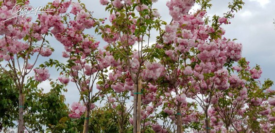 Сакура дрібнозубчаста 'Pink Perfection' #2, C32 10--12 300-350 St. 1/2 - 2