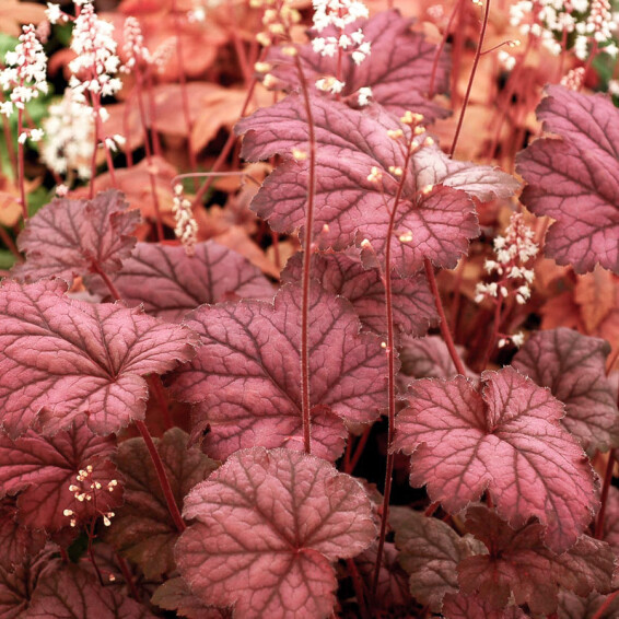 Гейхера 'Midnight Bayou' - 2