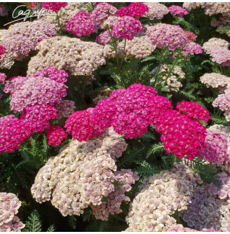 Деревій звичайний 'Saucy Seduction'