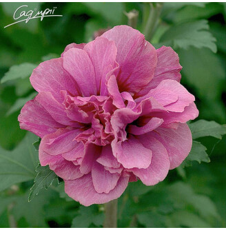 Гібіскус сірійський 'Duc de Brabant'