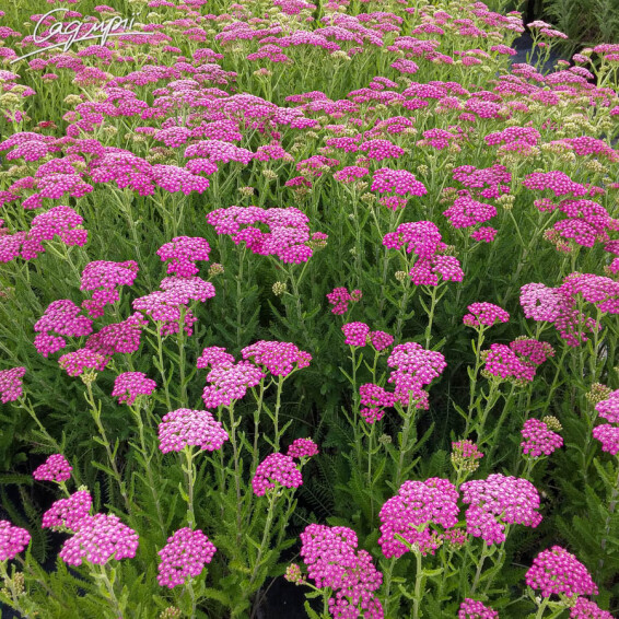 Тысячелистник гибридный 'Tutti Frutti 'Pink Grapefruit' ®' - 5 Тысячелистник гибридный 'Tutti Frutti 'Pink Grapefruit' ®' - 5