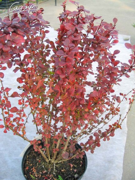 Барбарис Tунберга 'Atropurpurea' - 7