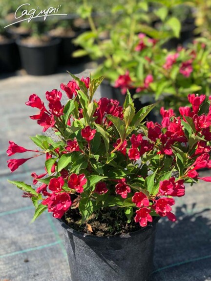 Вейгела 'Red Prince' #4, C7 - - 1