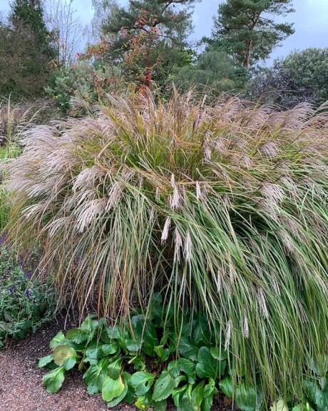 Мискантус китайский 'Dronning Ingrid' #1, С3 - - 4