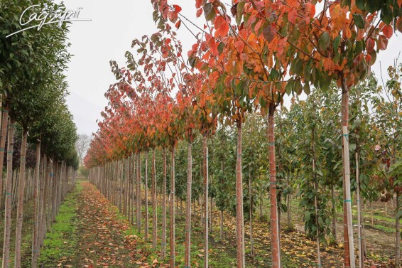 Слива Саржента 'Rancho' #2, WRB 25--30 450-500 St. 200-225 - 11