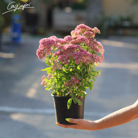 Очиток гібридний 'Herbstfreude', C2 - - 7