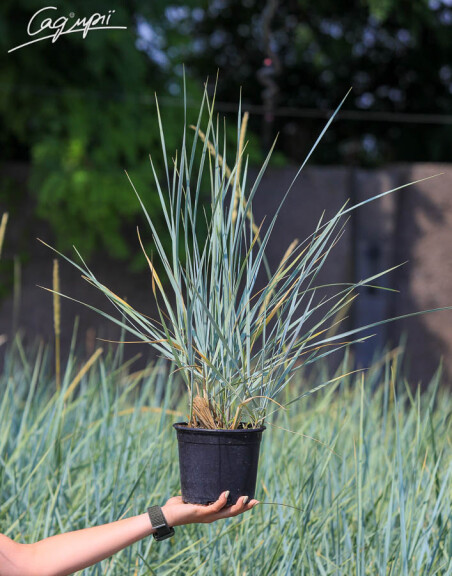 Колосняк песчаный - 3