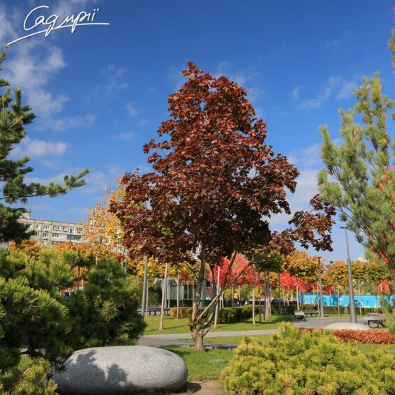 Клен платановидный 'Royal Red' #3, С31.5 8--10 250-300 St. 1/2 - 1