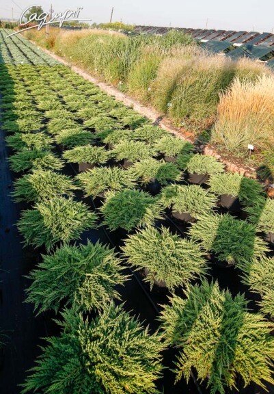 Можжевельник горизонтальный 'Prince of Wales' #7, С14 - - 10